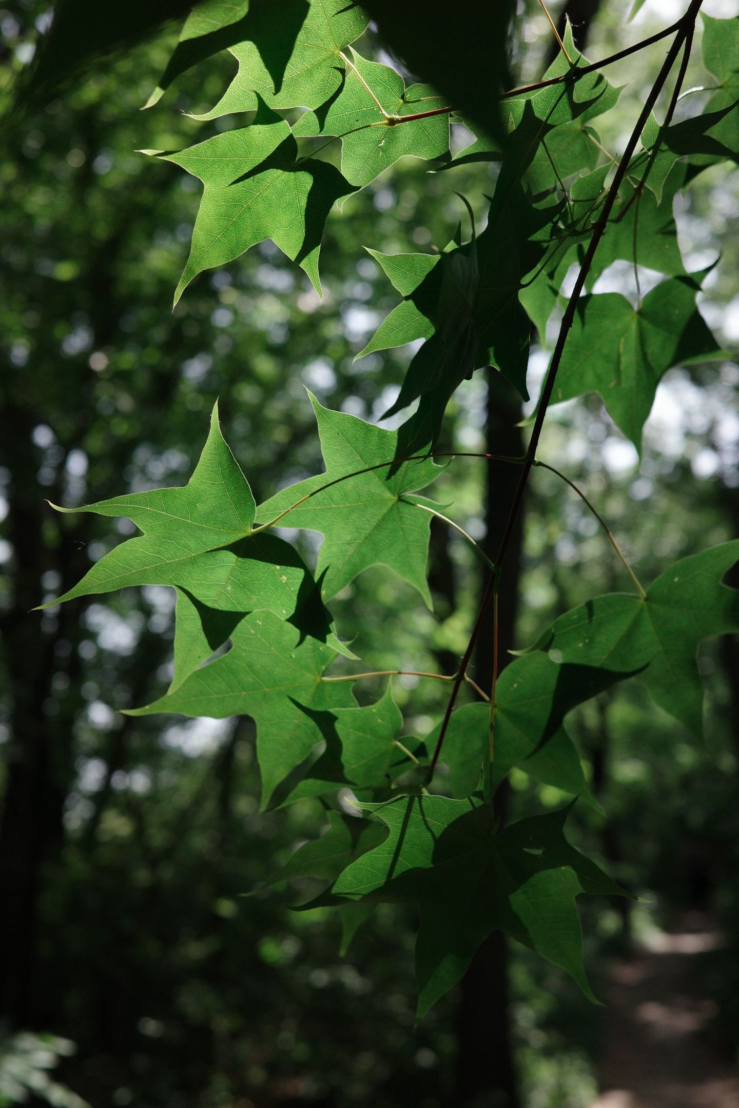 photos/p-0b4db80e-fd00-491d-81bd-800665ffde791.jpg.json