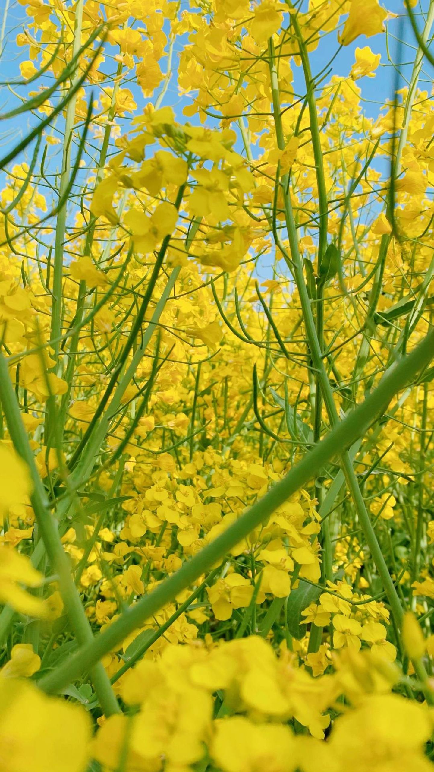 photos/p-4988a112-d4c1-41e8-8d19-e1ece955f0731.jpg.json