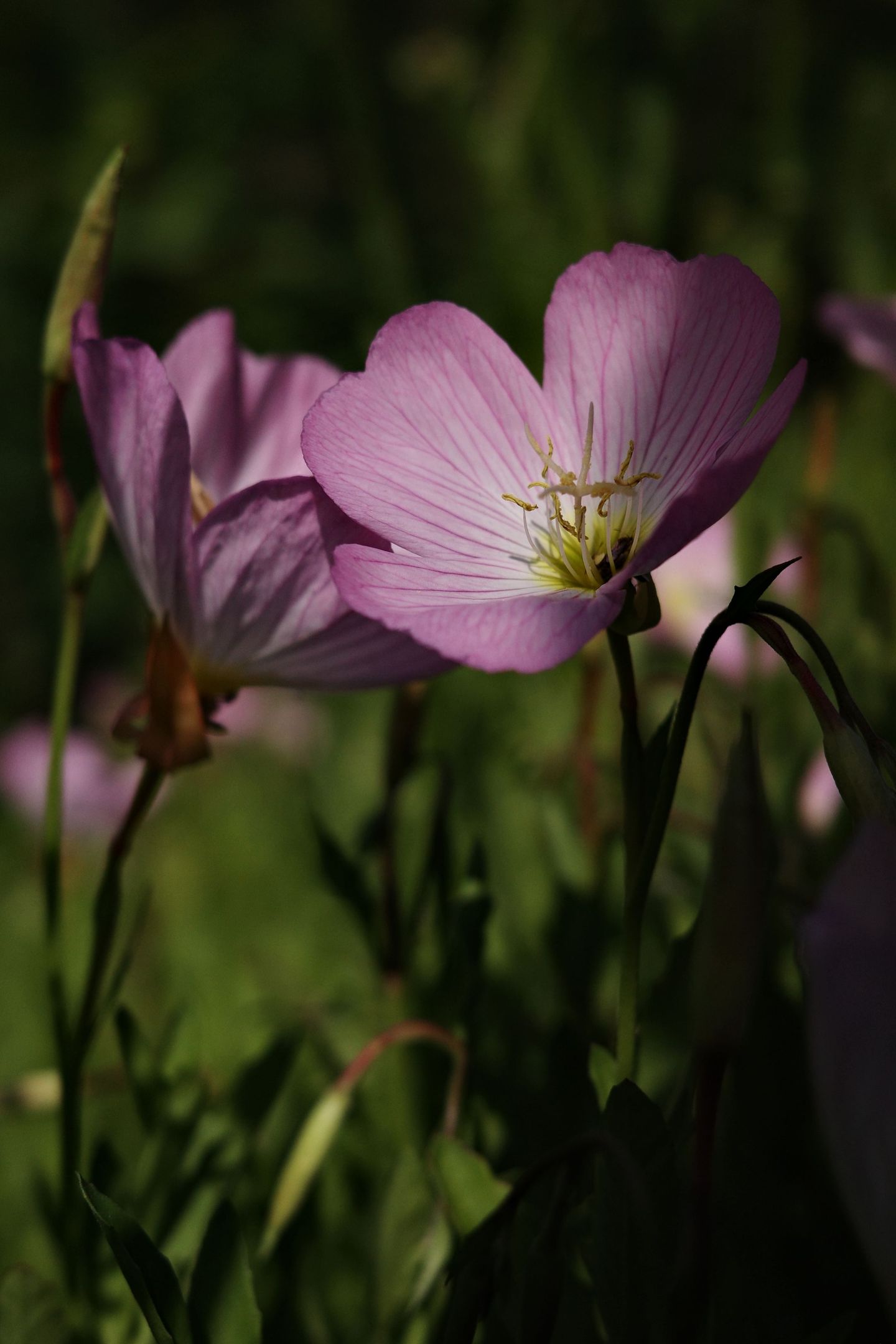 photos/p-a77d28d8-91c7-4751-8296-07ae42741d4e1.jpg.json